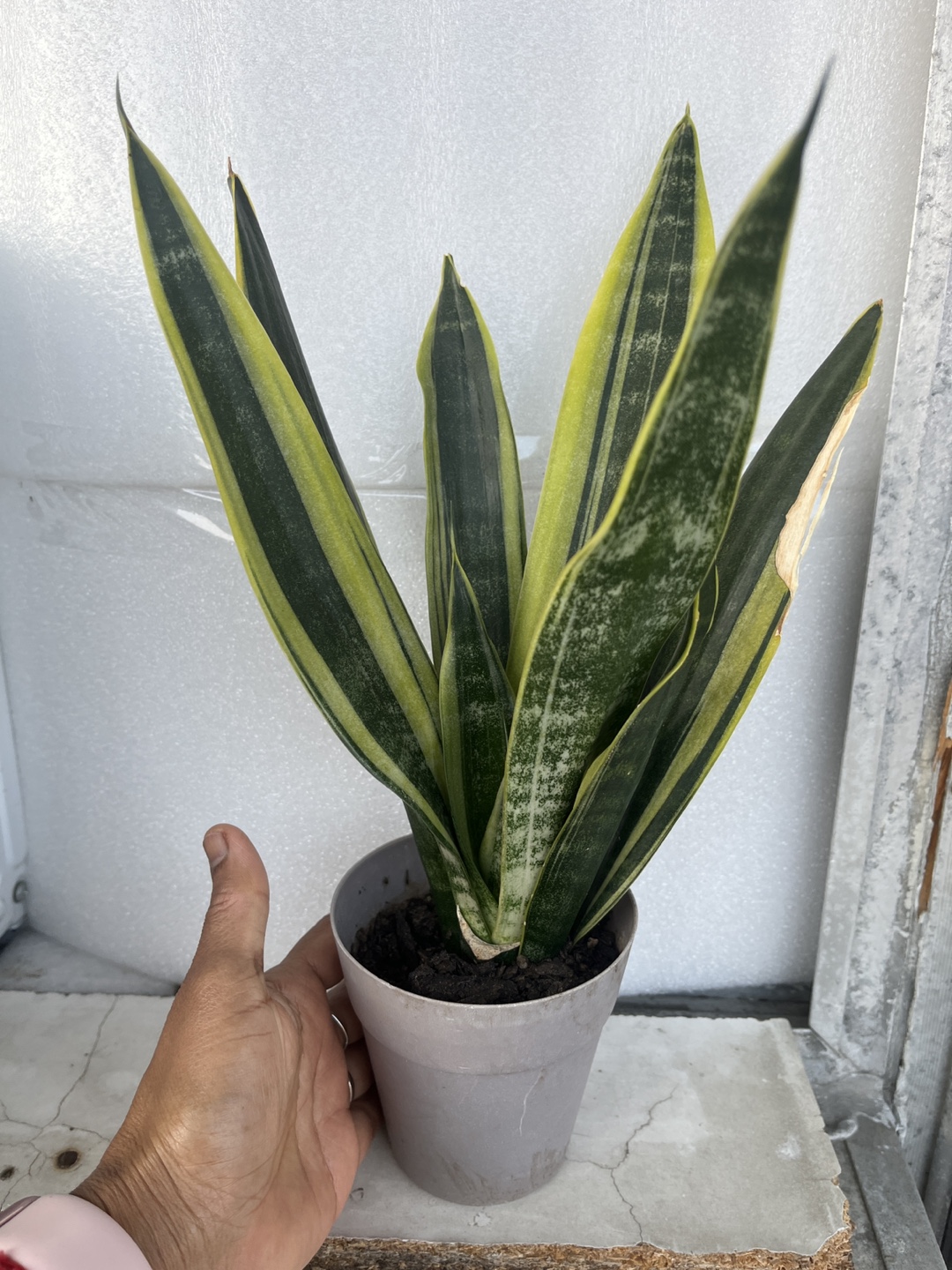 Sansevieria Plant