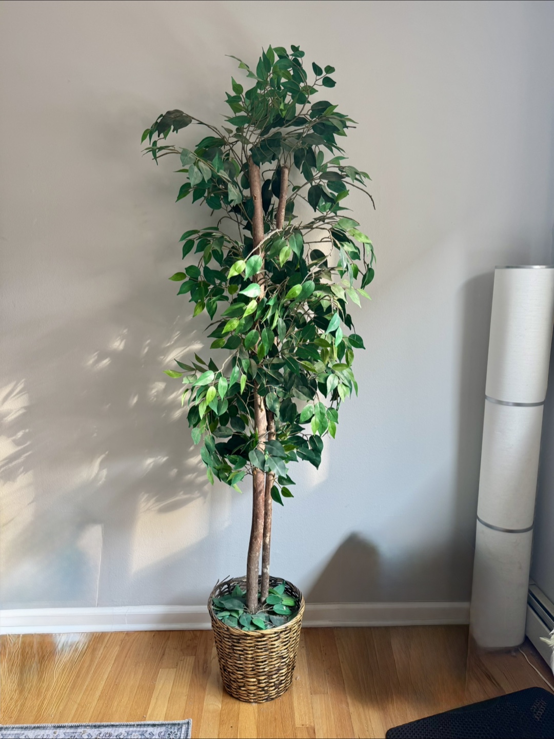 6.5 ft Faux Ficus Tree in Woven Basket