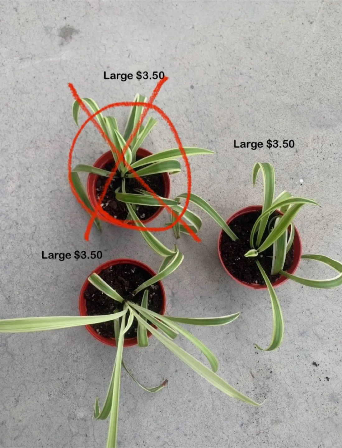 ‼️MOVING OUT SALE‼️ 3x Spider Plant - Large thumbnail