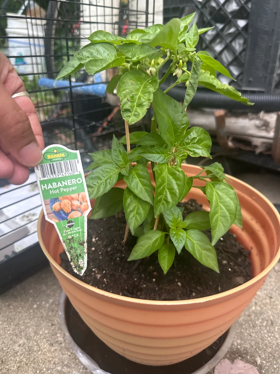 Bonnie Habanero Hot Pepper Plant🧡 thumbnail