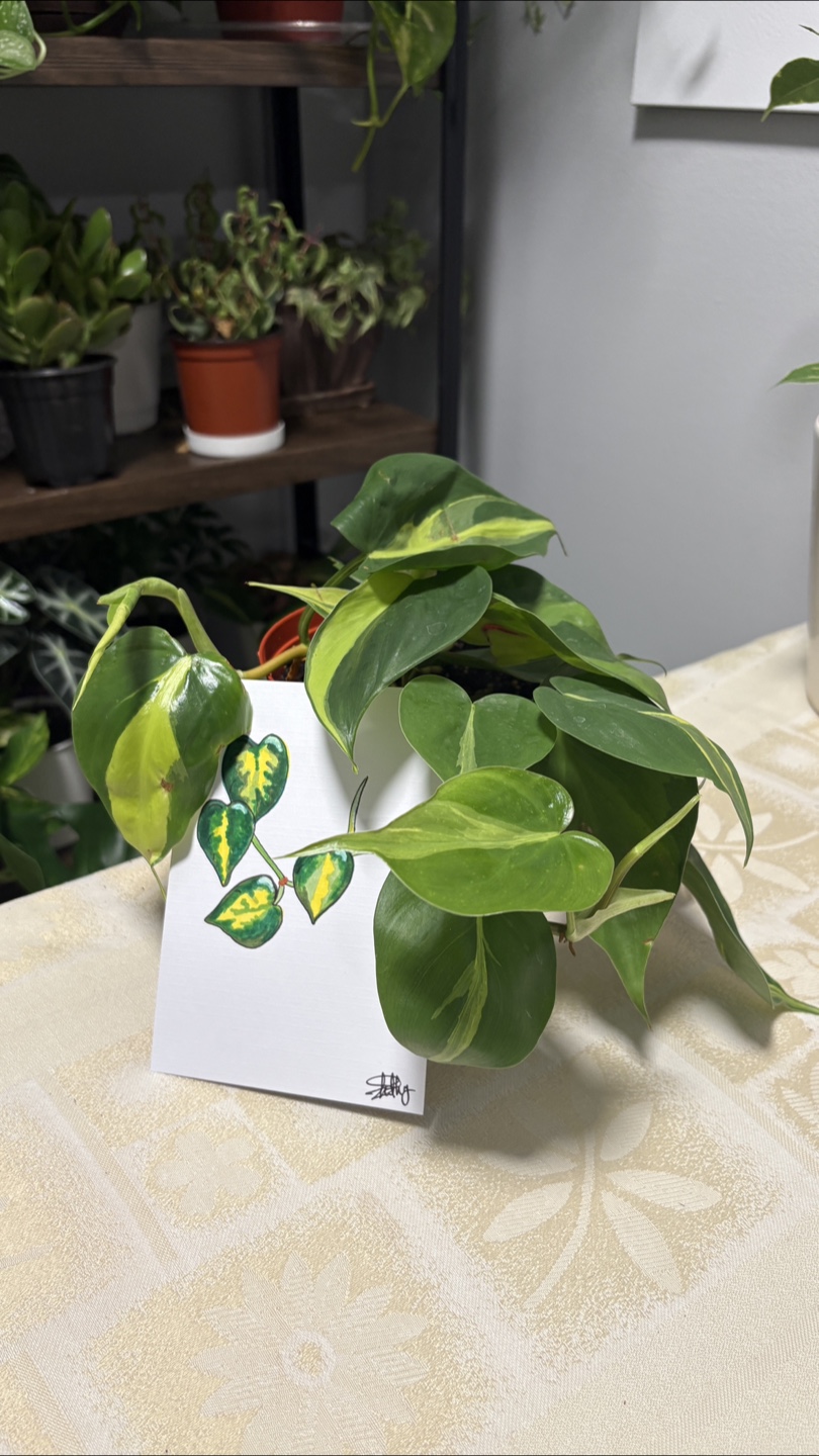 Philodendron Brasil Plant - photo 3