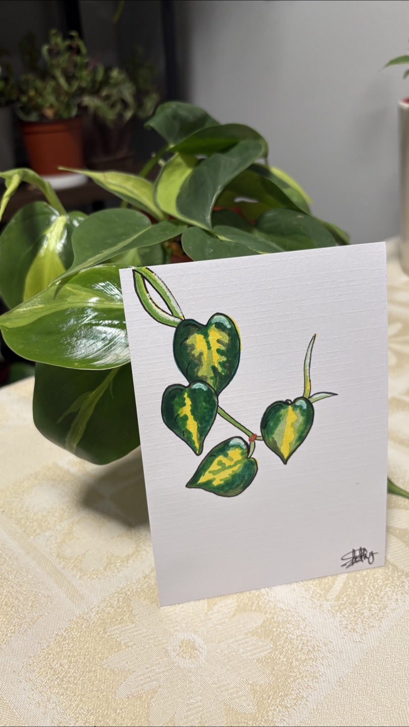 Philodendron Brasil Plant - photo 2