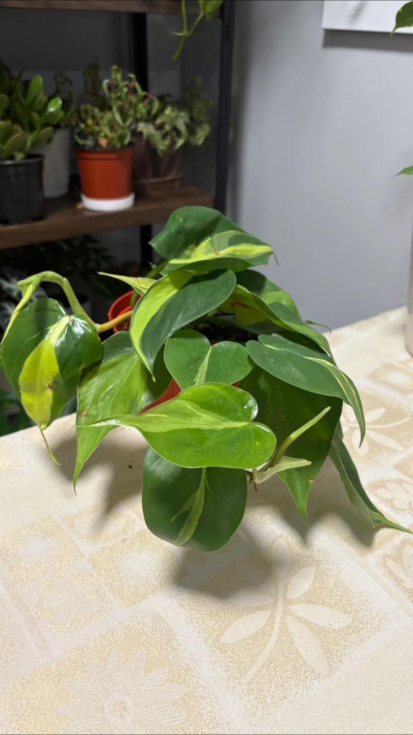 Philodendron Brasil Plant