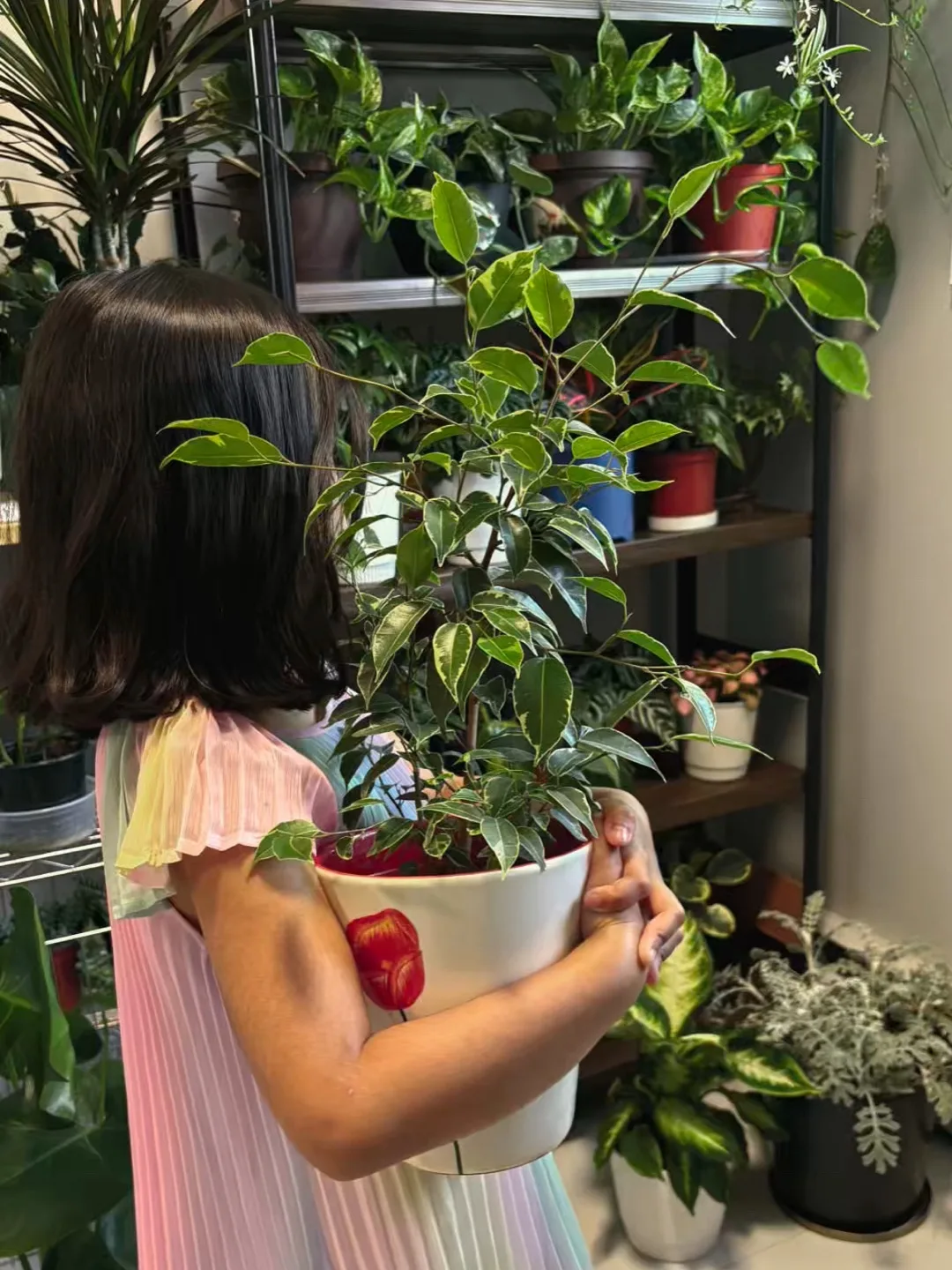 variegated weeping fig
