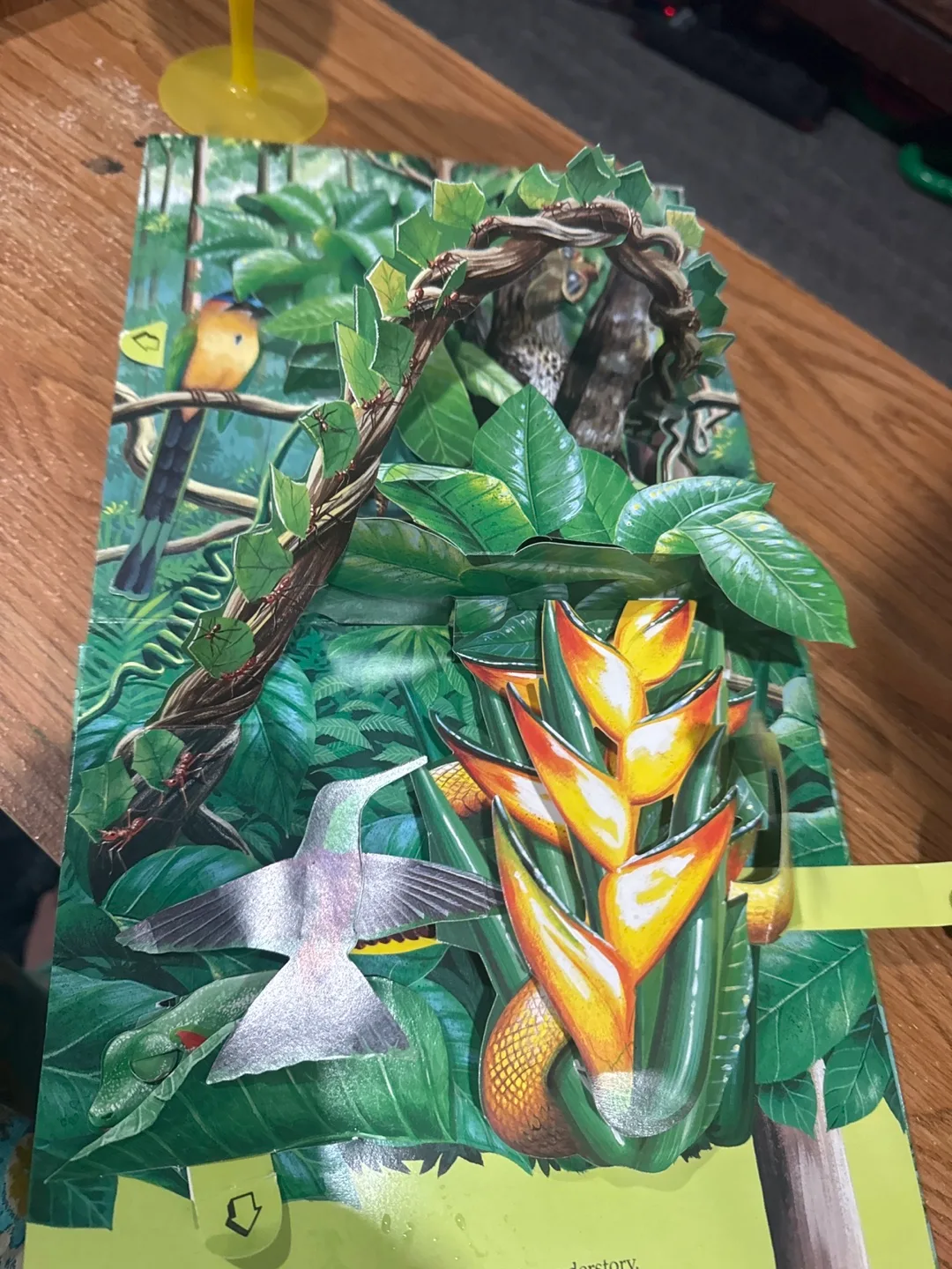 Explore a Tropical Forest Nat Geo Action Book image indicator(2)