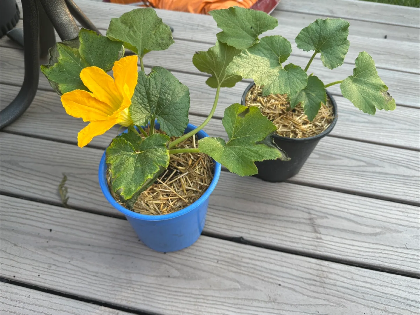 Zucchini Plants For Sale thumbnail