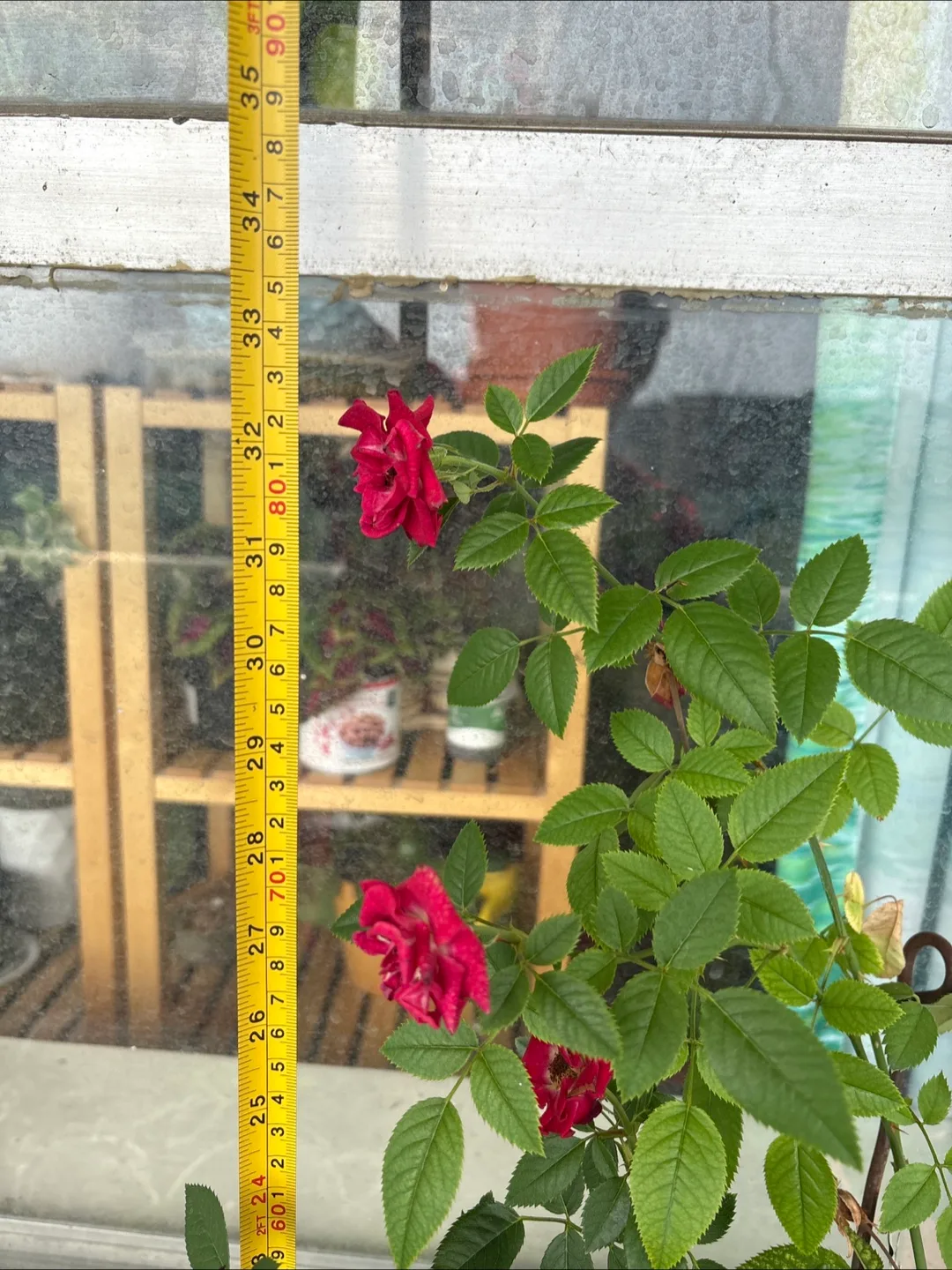 🧡Potted Red Rose Plant - Approx. 32" Tall image indicator(3)