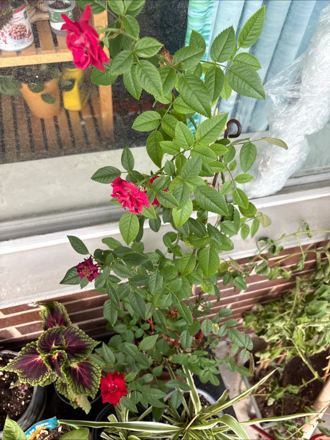 🧡Potted Red Rose Plant - Approx. 32" Tall image indicator(2)