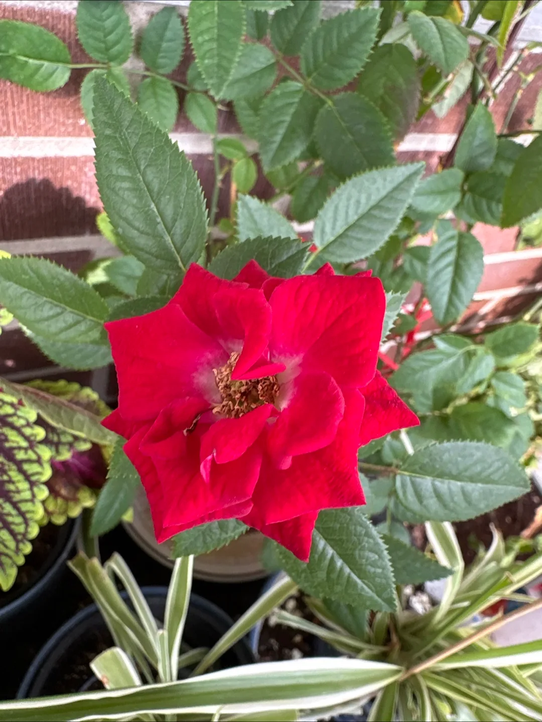 🧡Potted Red Rose Plant - Approx. 32" Tall thumbnail