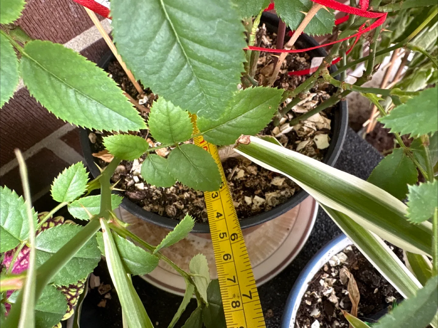 🧡Potted Red Rose Plant - Approx. 32" Tall image indicator(5)