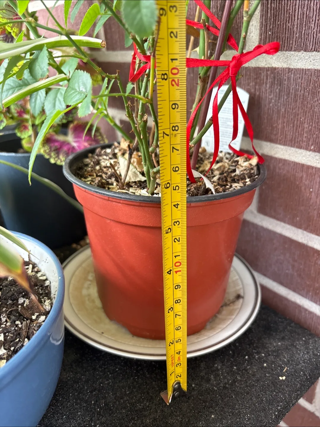 🧡Potted Red Rose Plant - Approx. 32" Tall image indicator(4)
