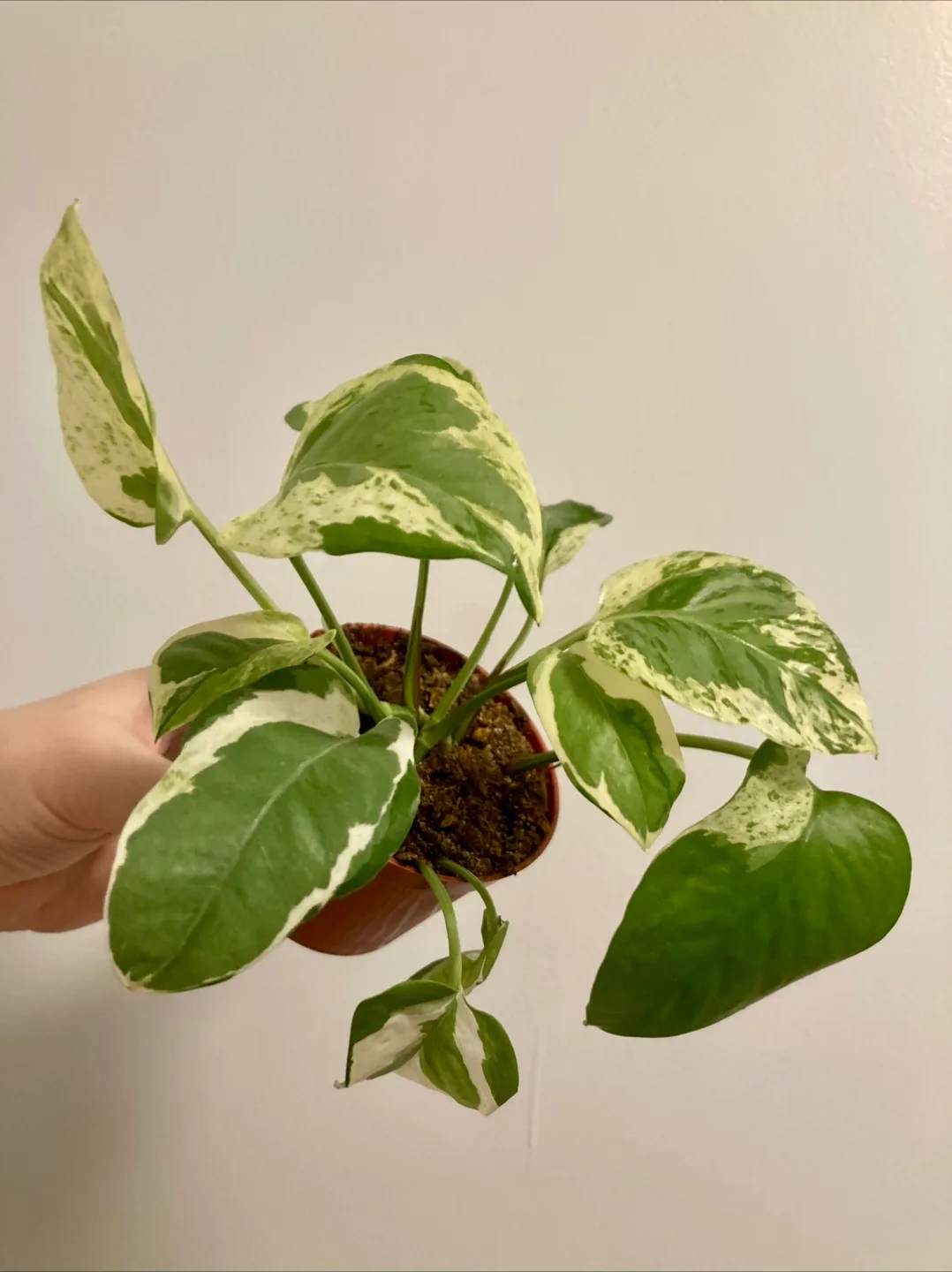 N’joy Pothos thumbnail