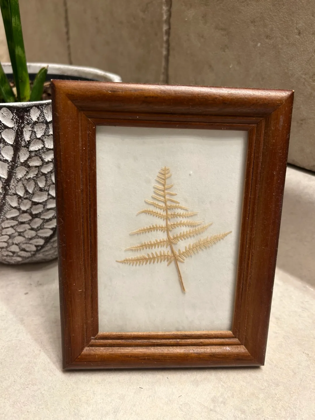 Botanical Pressed Fern Art in Wood Frame thumbnail