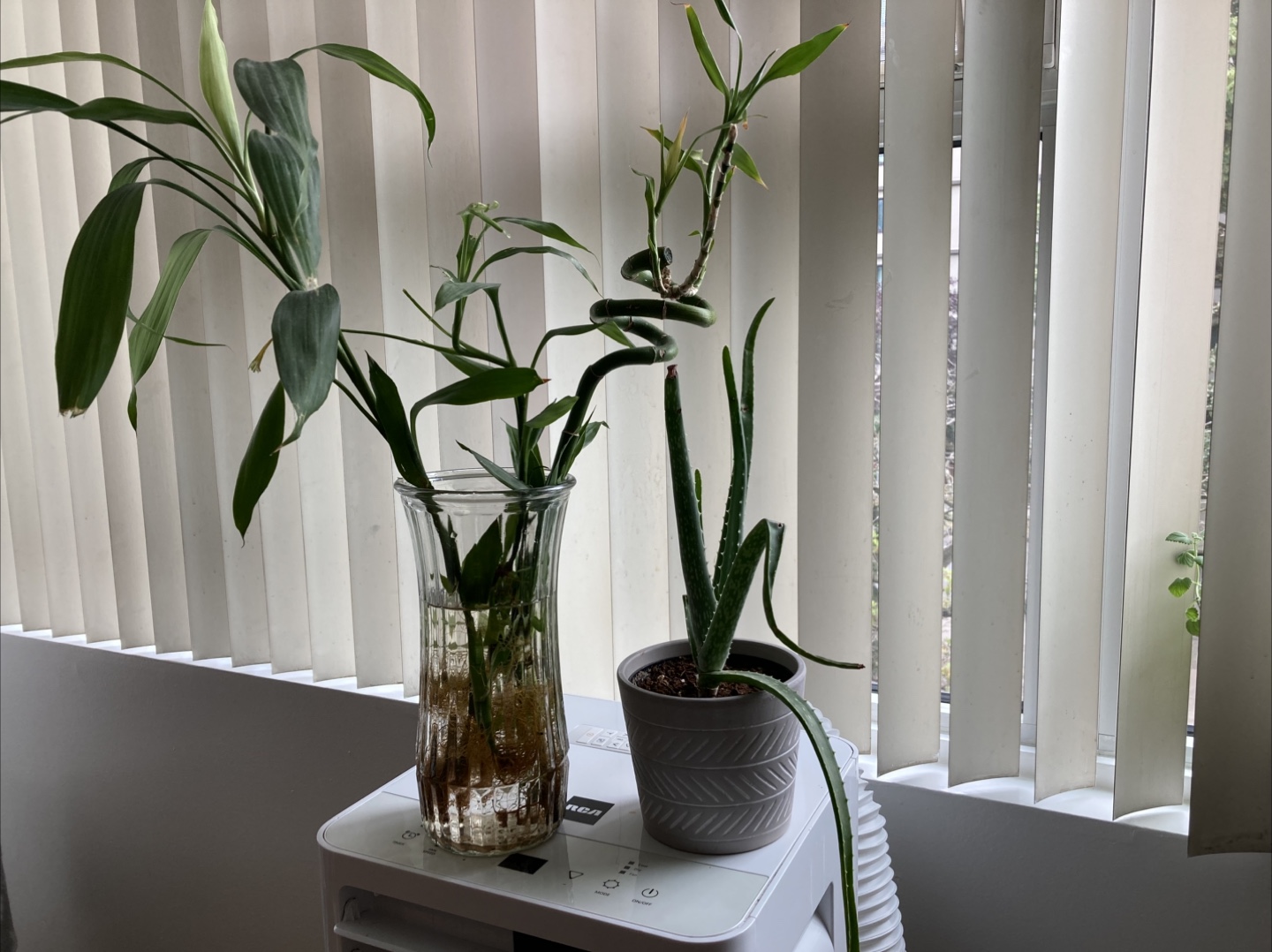 🧡Plants🧡