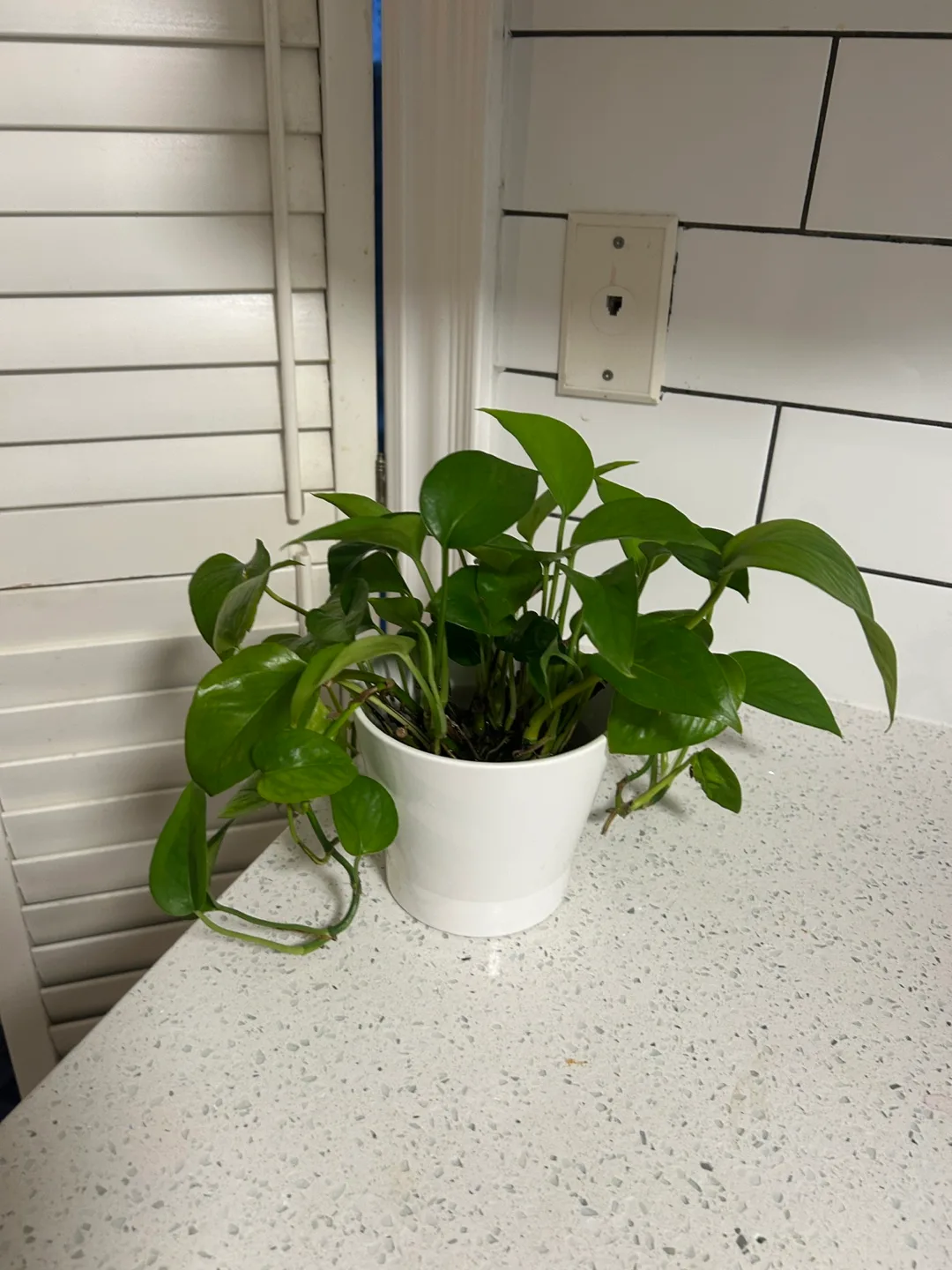 Potted Golden Pothos Plant thumbnail