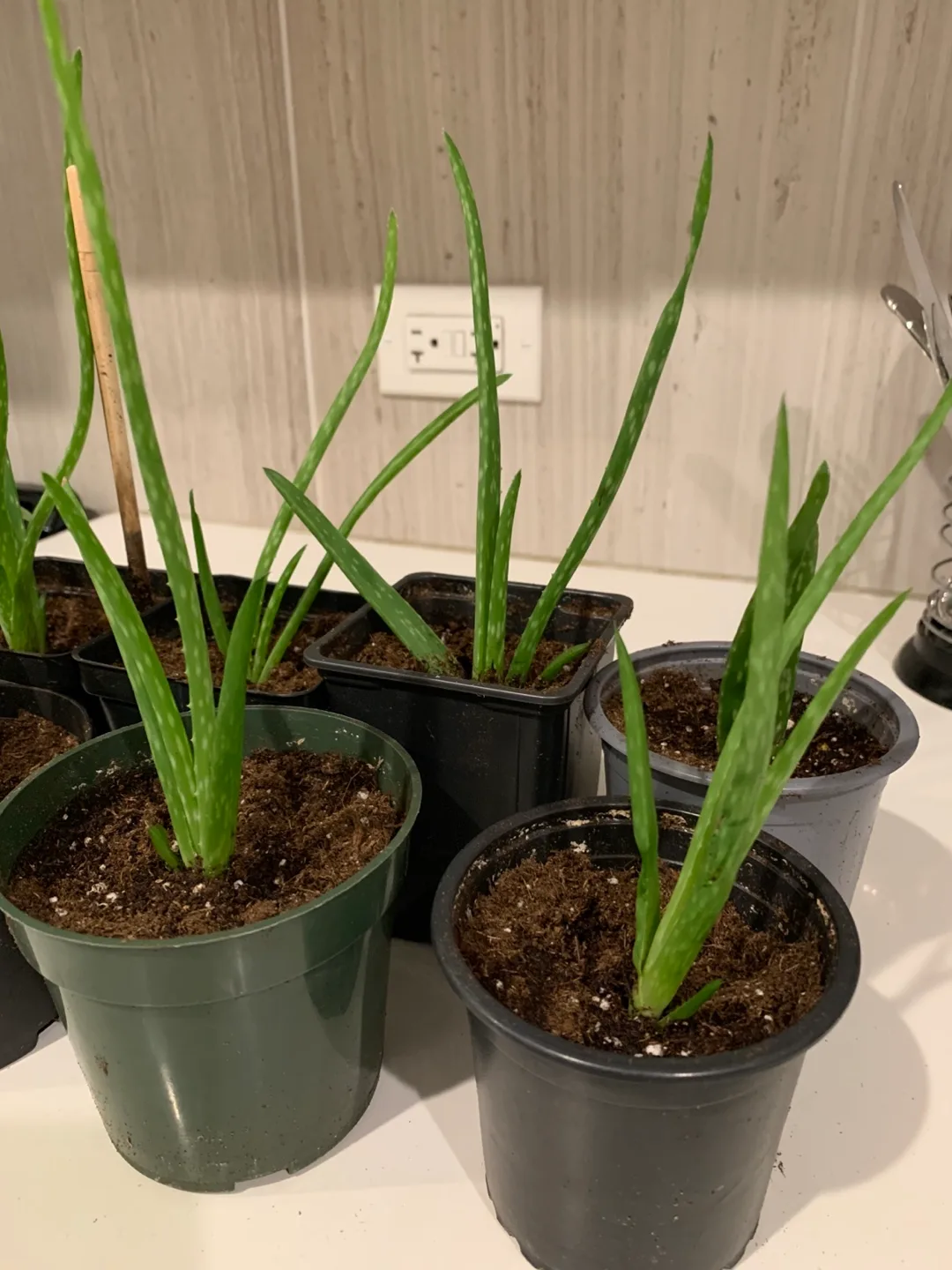Small Aloe Vera Plant in Pot image indicator(4)