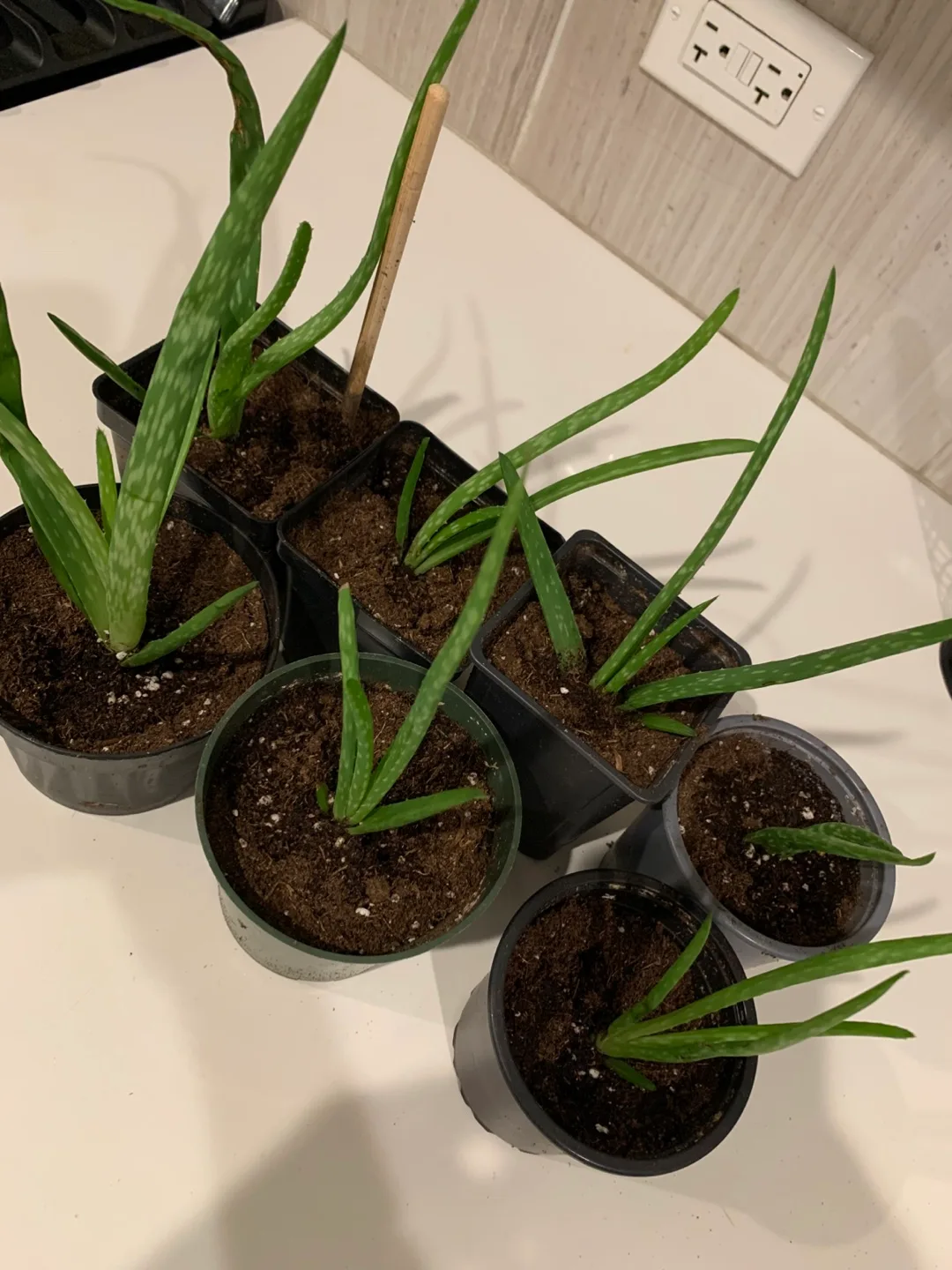 Small Aloe Vera Plant in Pot image indicator(3)