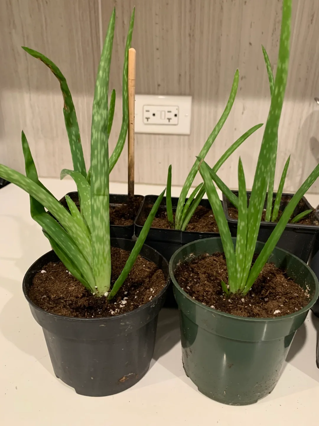 Small Aloe Vera Plant in Pot image indicator(2)