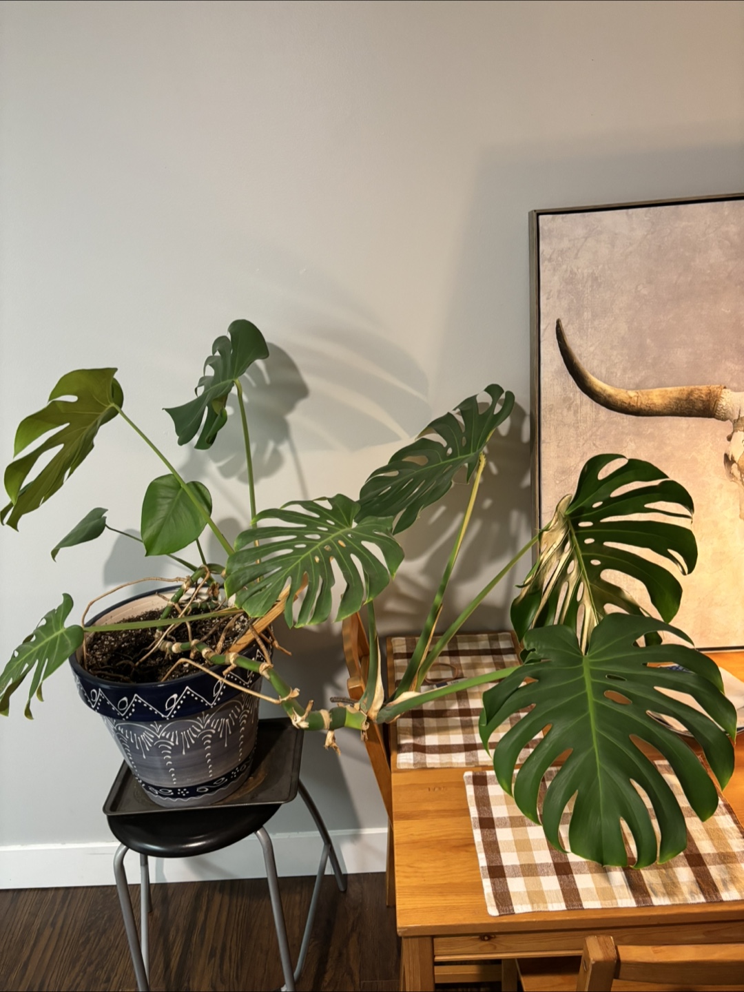 Monstera Plant in ceramic pot