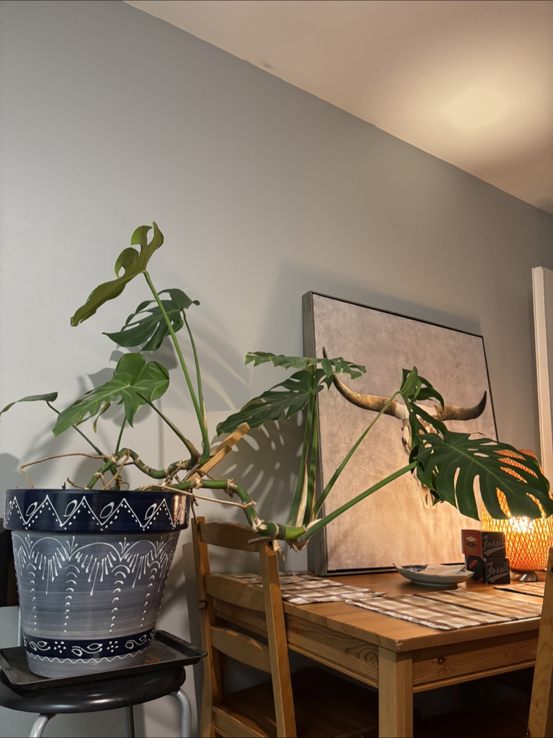 Monstera Plant in ceramic pot - photo 3