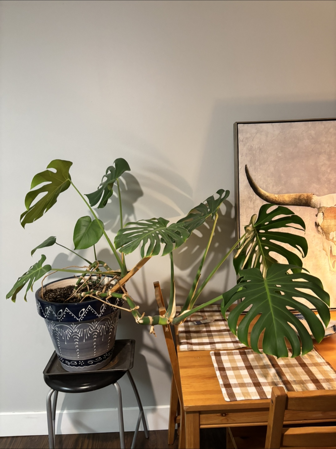 Monstera Plant in ceramic pot - photo 2
