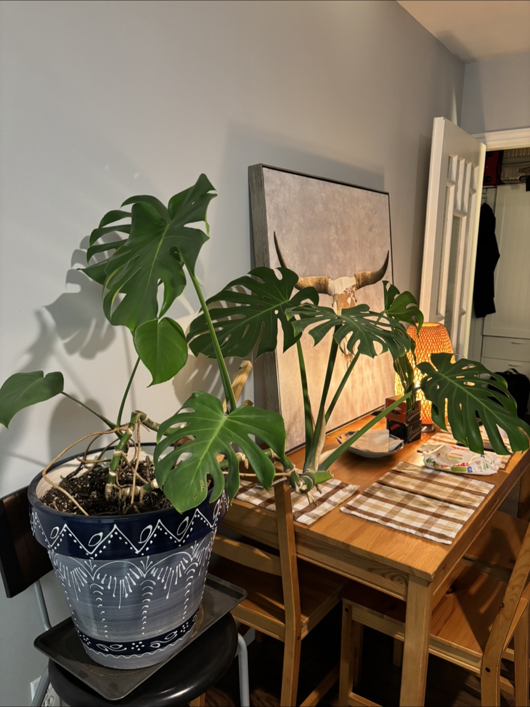Monstera Plant in ceramic pot - photo 4