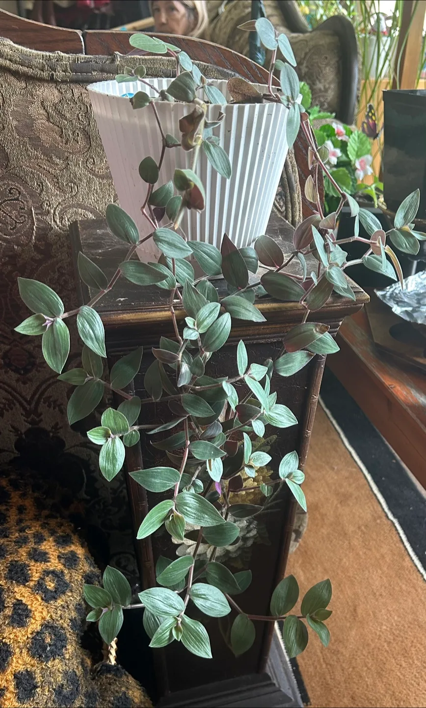 Wandering Jew Plant comes in black pot thumbnail