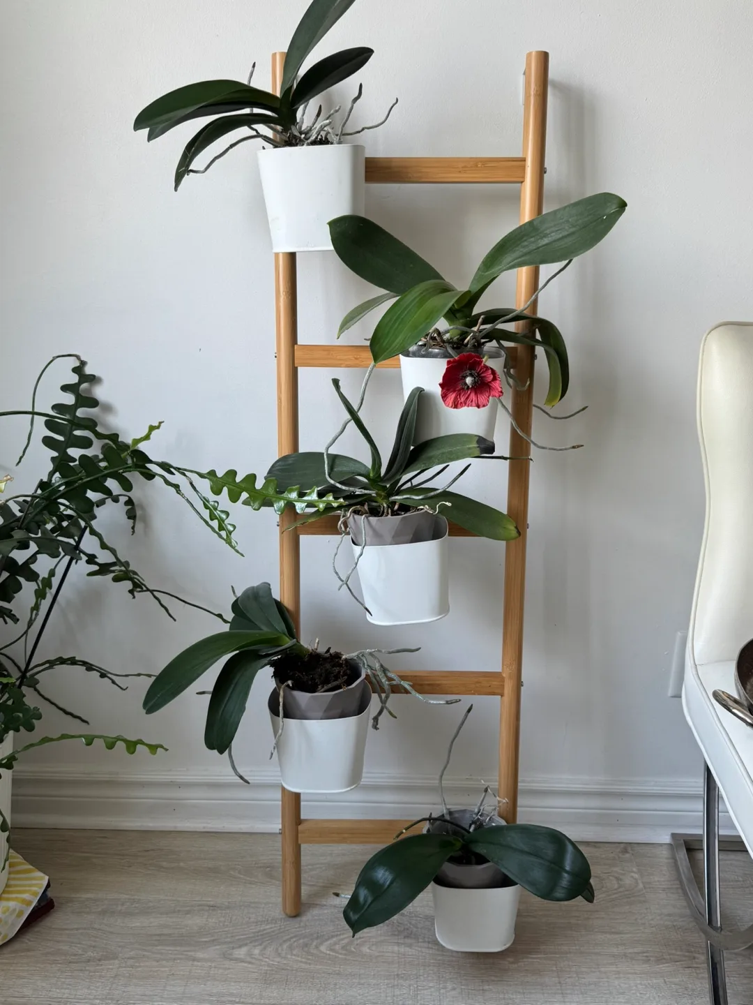 Plant Ladder Shelf thumbnail