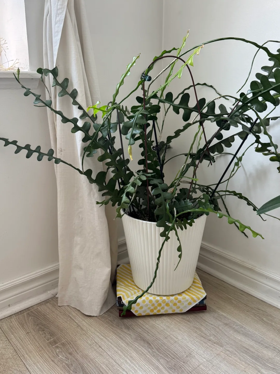 Laceleaf Plant in White Pot thumbnail