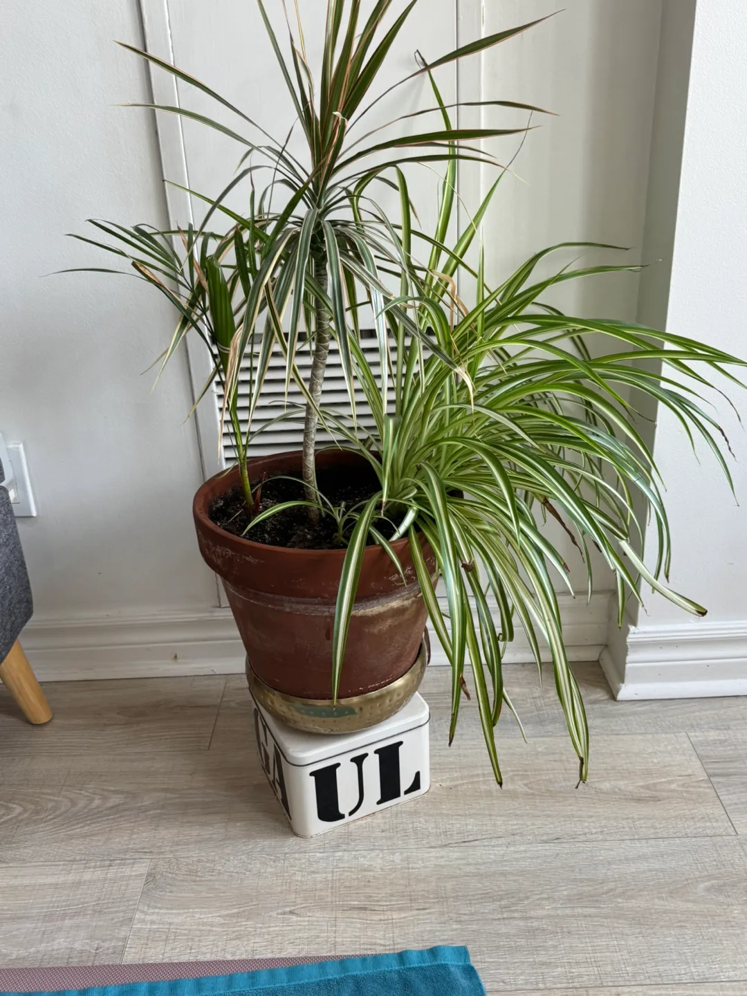 Potted Houseplant Arrangement thumbnail