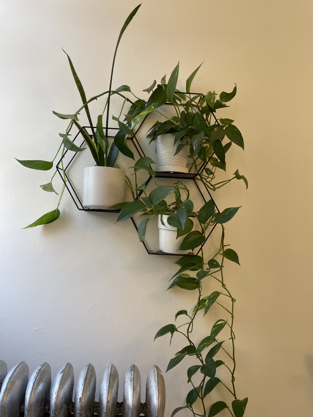 Hexagon Wall Shelf with Plants
