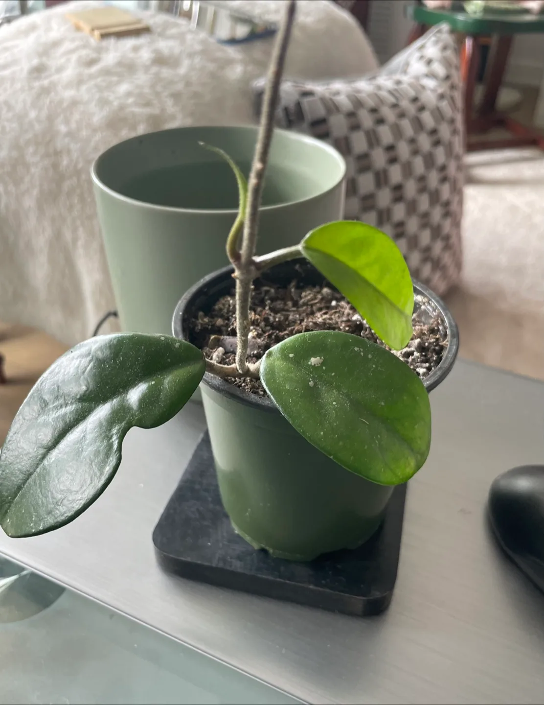 Hoya Plant thumbnail