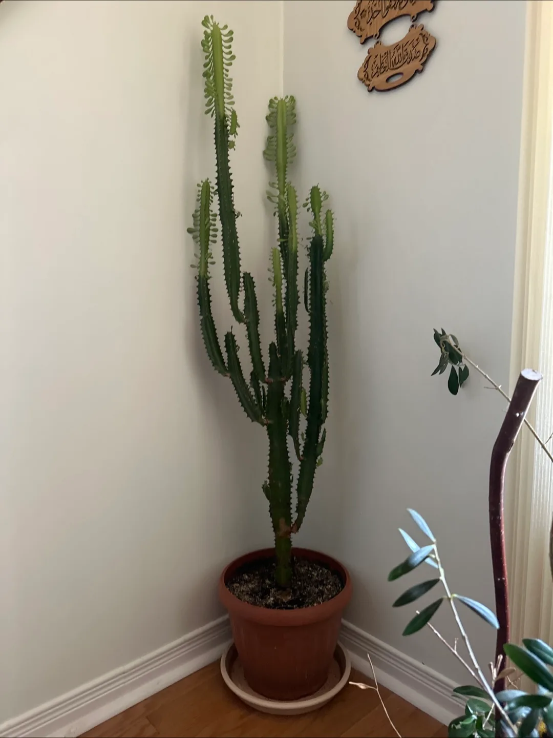African Milk Tree 36 inches tall thumbnail
