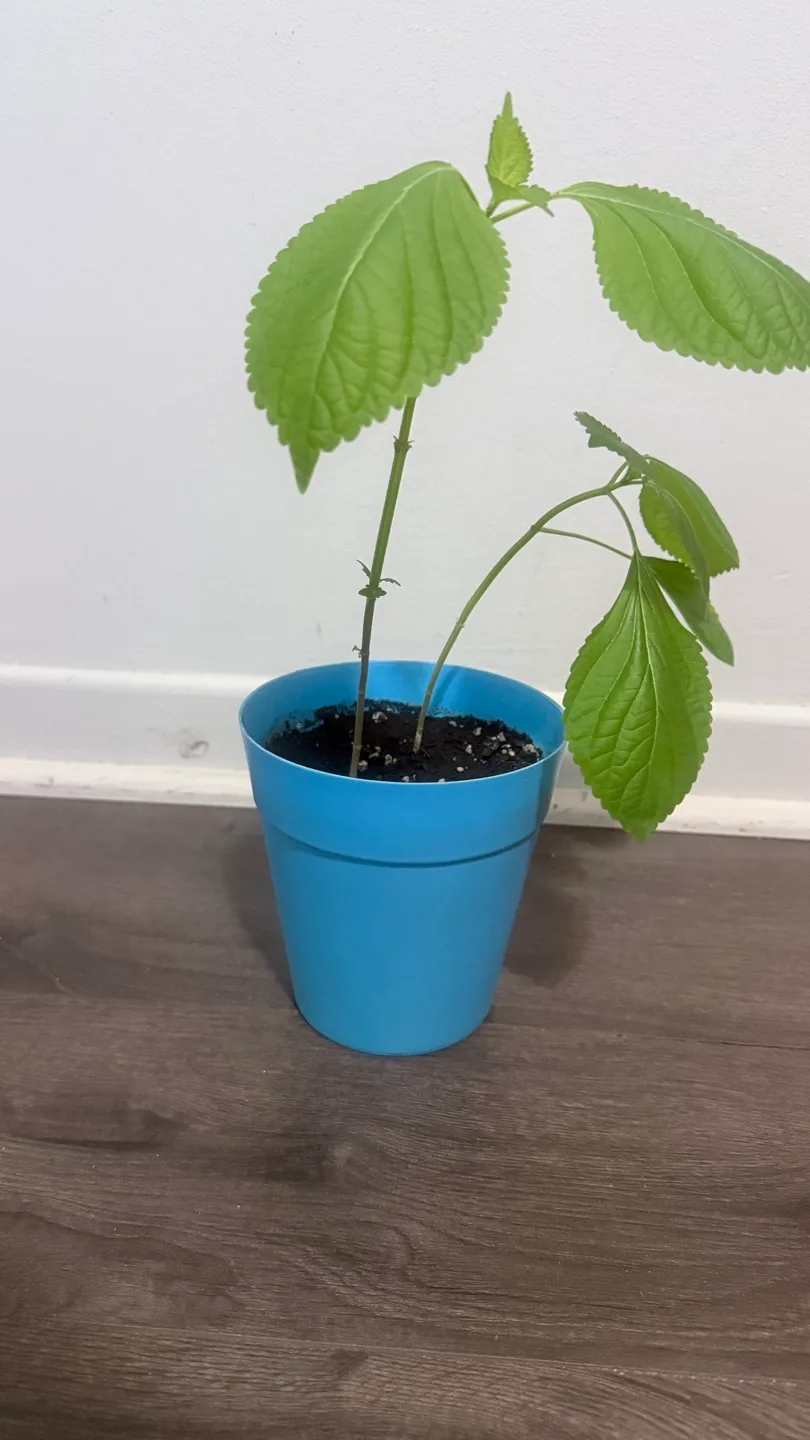 sesame leaf Plant with Blue Pot 🧡 thumbnail