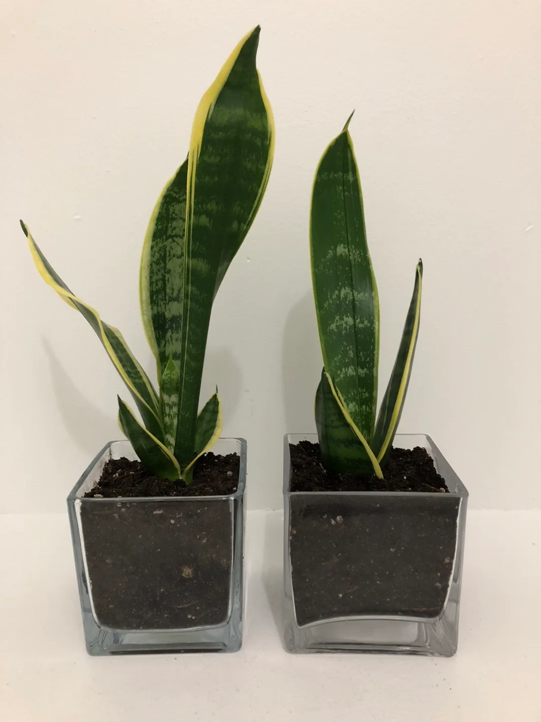 Snake plant in a glass jar $10 each thumbnail