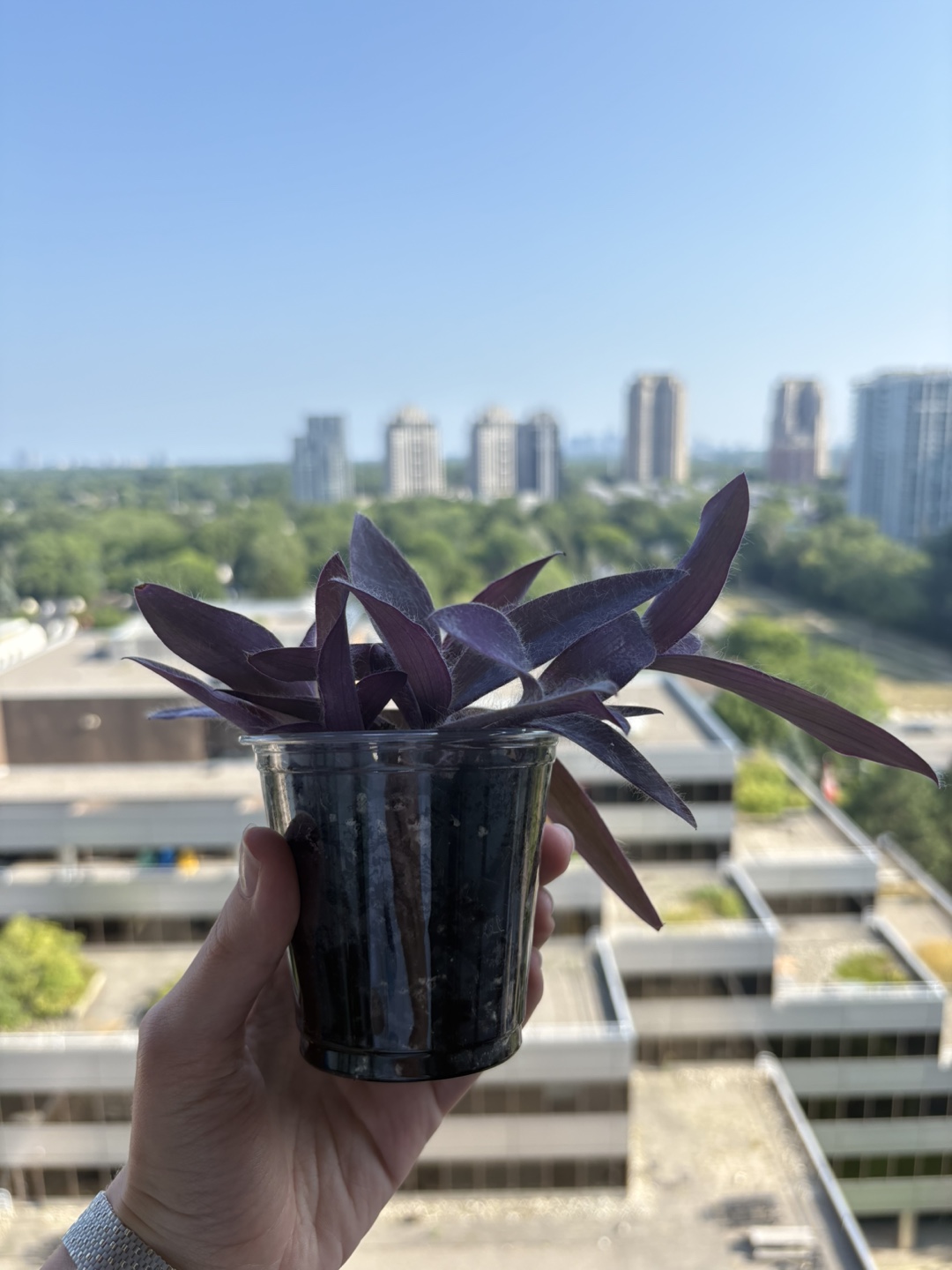 Purple Heart Plant - photo 2