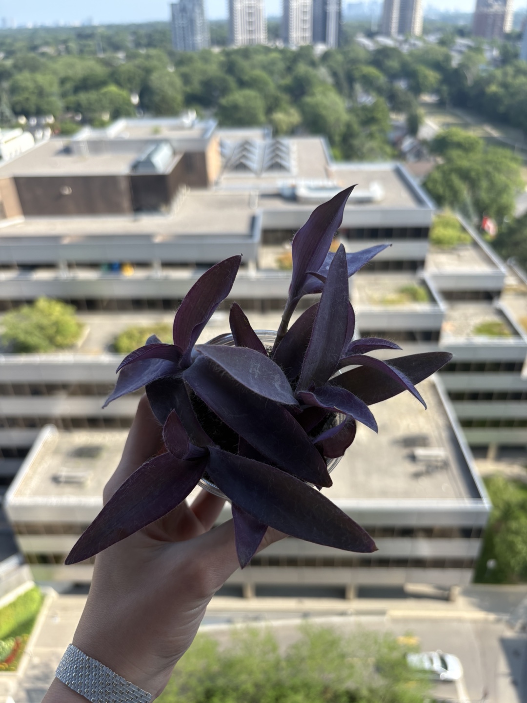Purple Heart Plant - photo 3