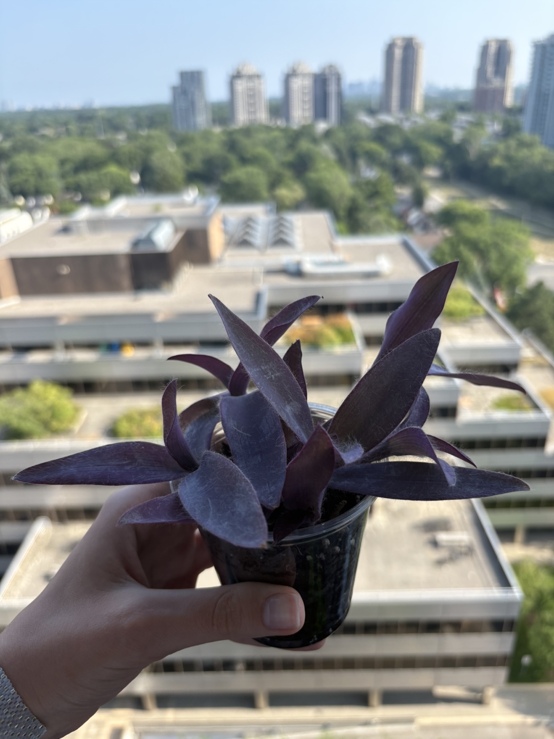 Purple Heart Plant