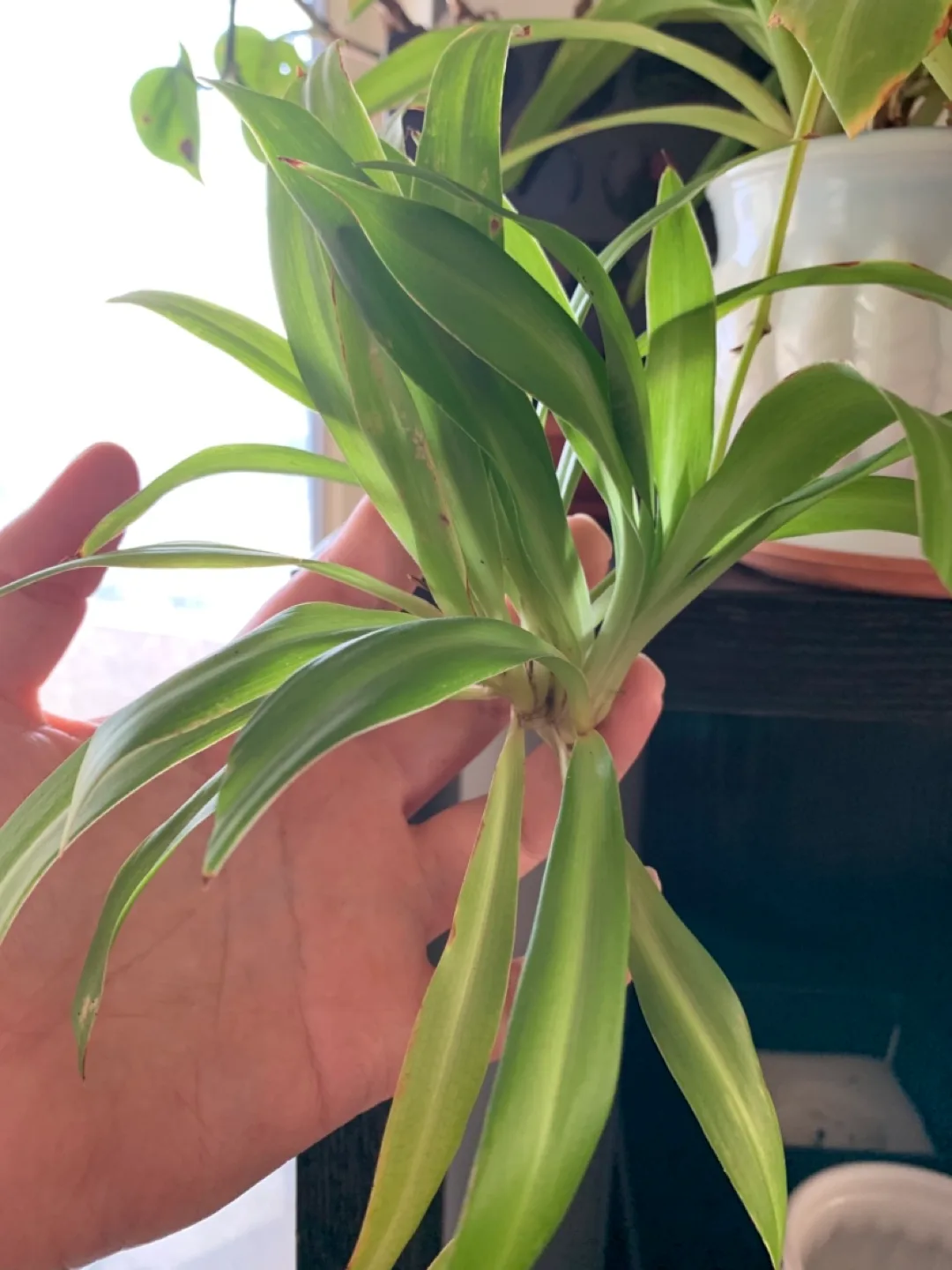 Spider Plant “Baby” Cutting 🧡 thumbnail