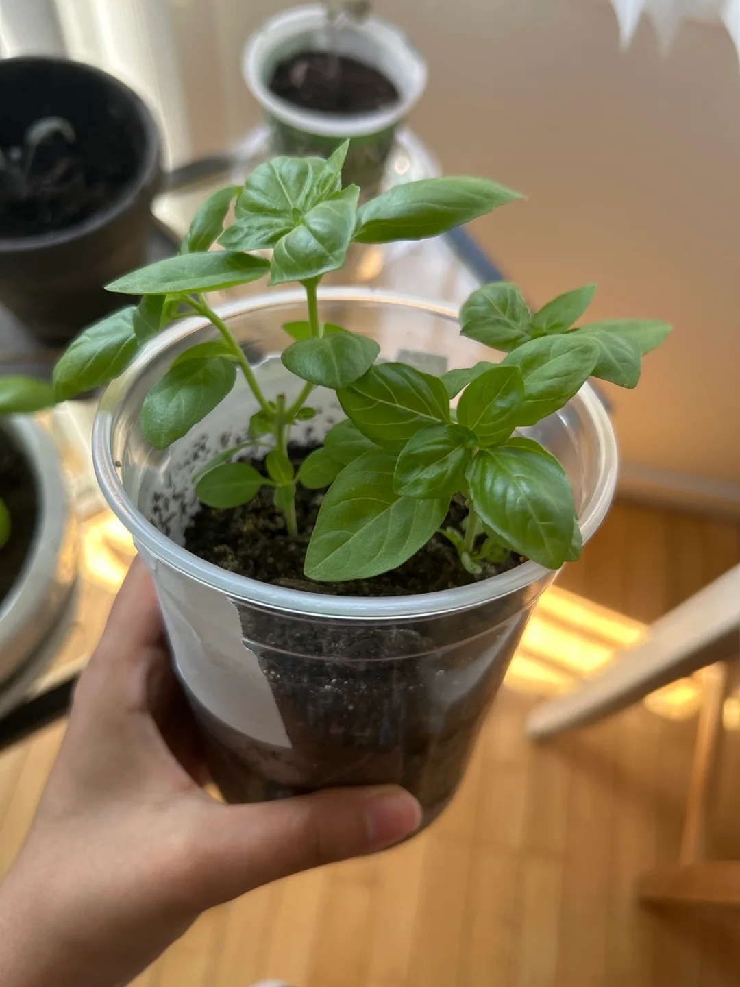 Basil Plant Seedling thumbnail