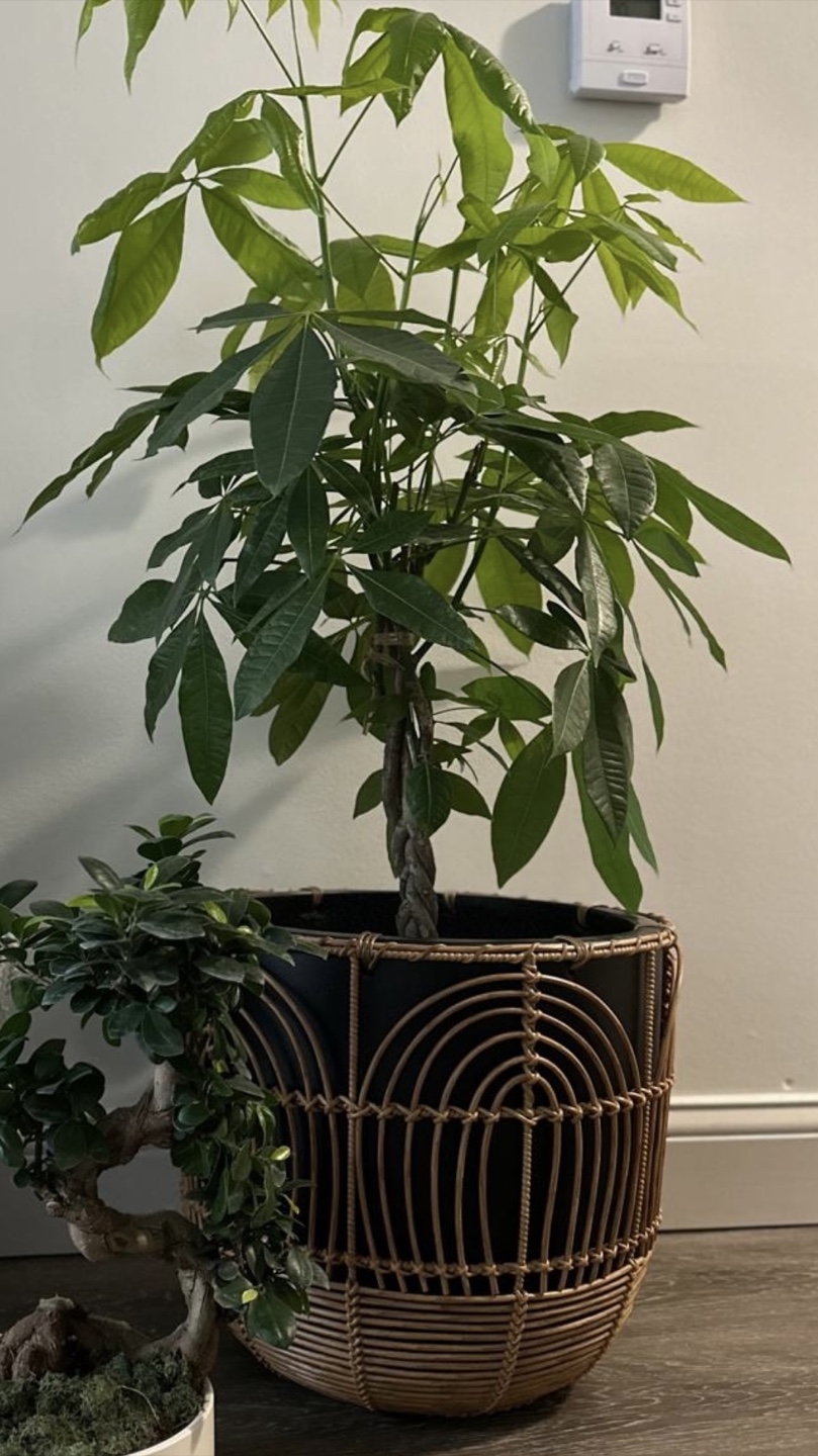Black & Wicker Design Planter - photo 2