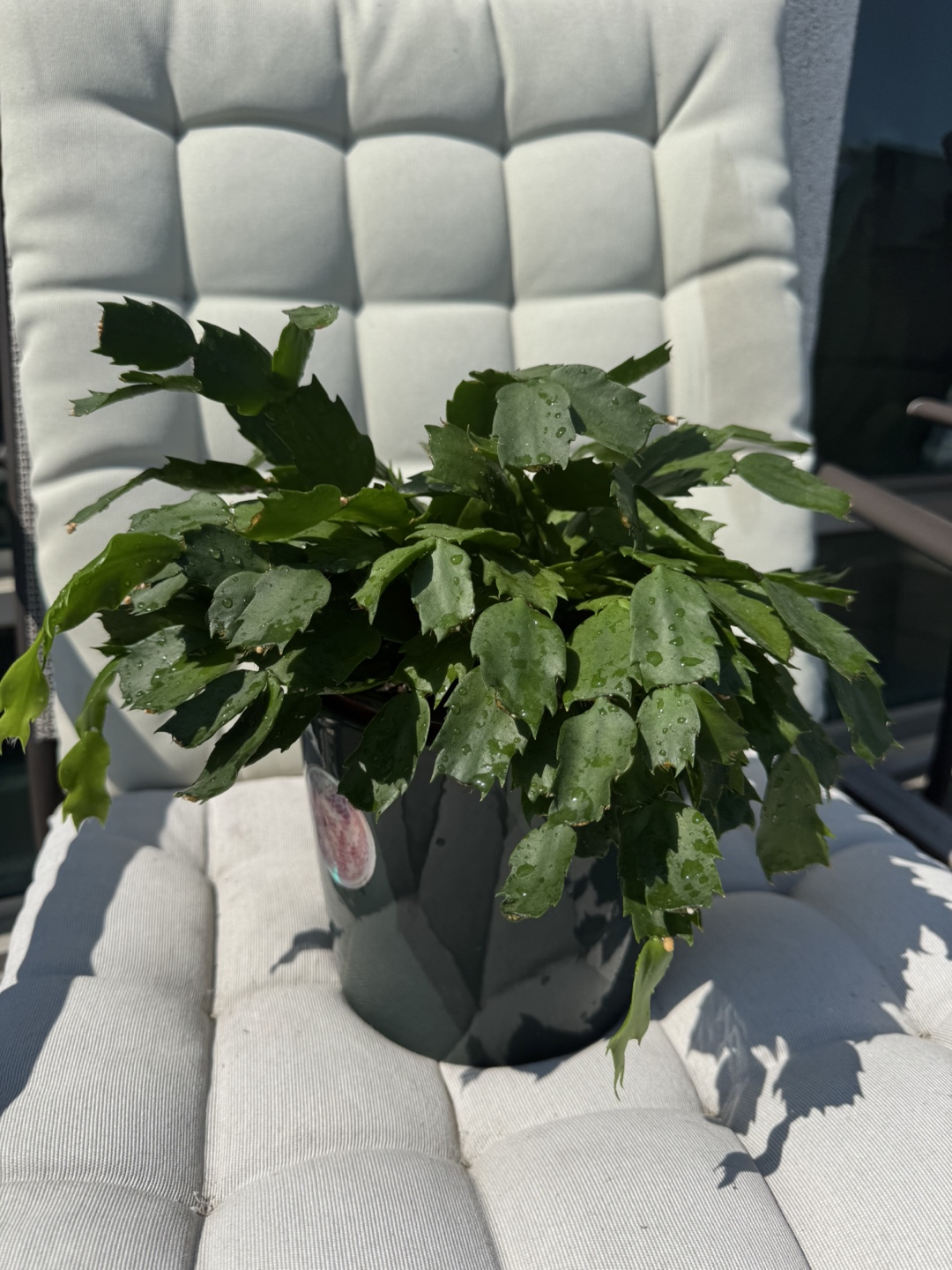 Christmas Cactus Plant - photo 2
