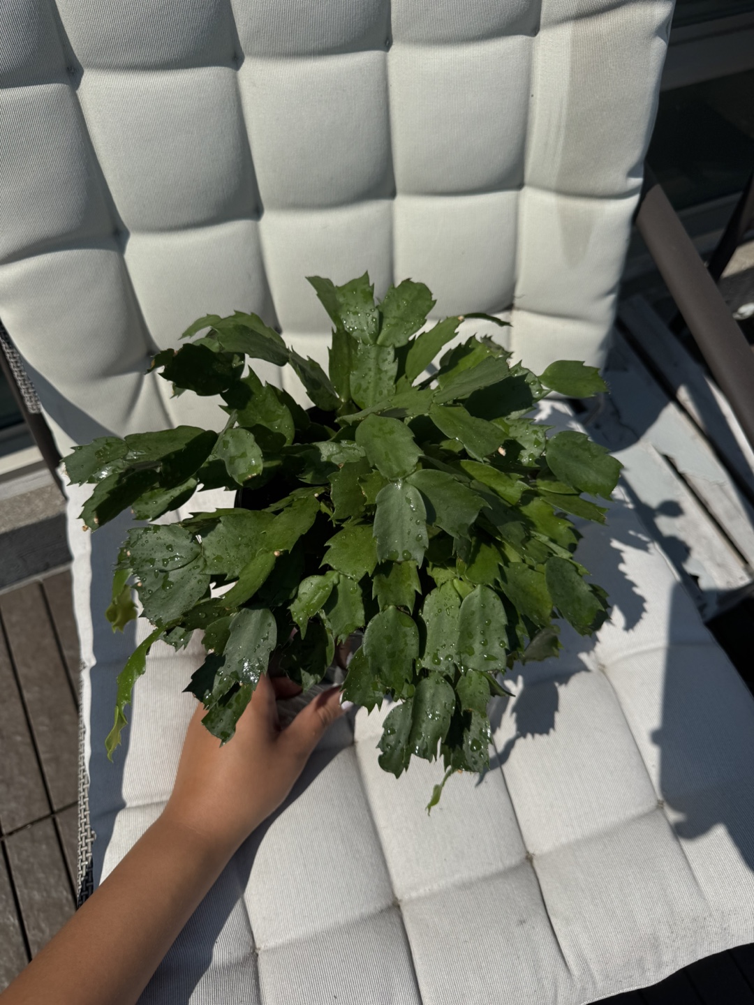 Christmas Cactus Plant