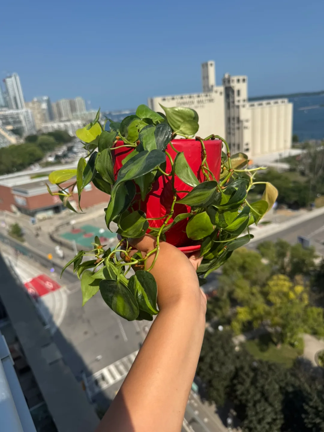 Variegated Brasil  Philodendron Plant - Red Pot image indicator(2)