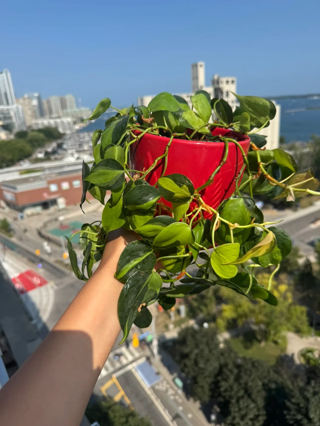 Variegated Brasil  Philodendron Plant - Red Pot thumbnail