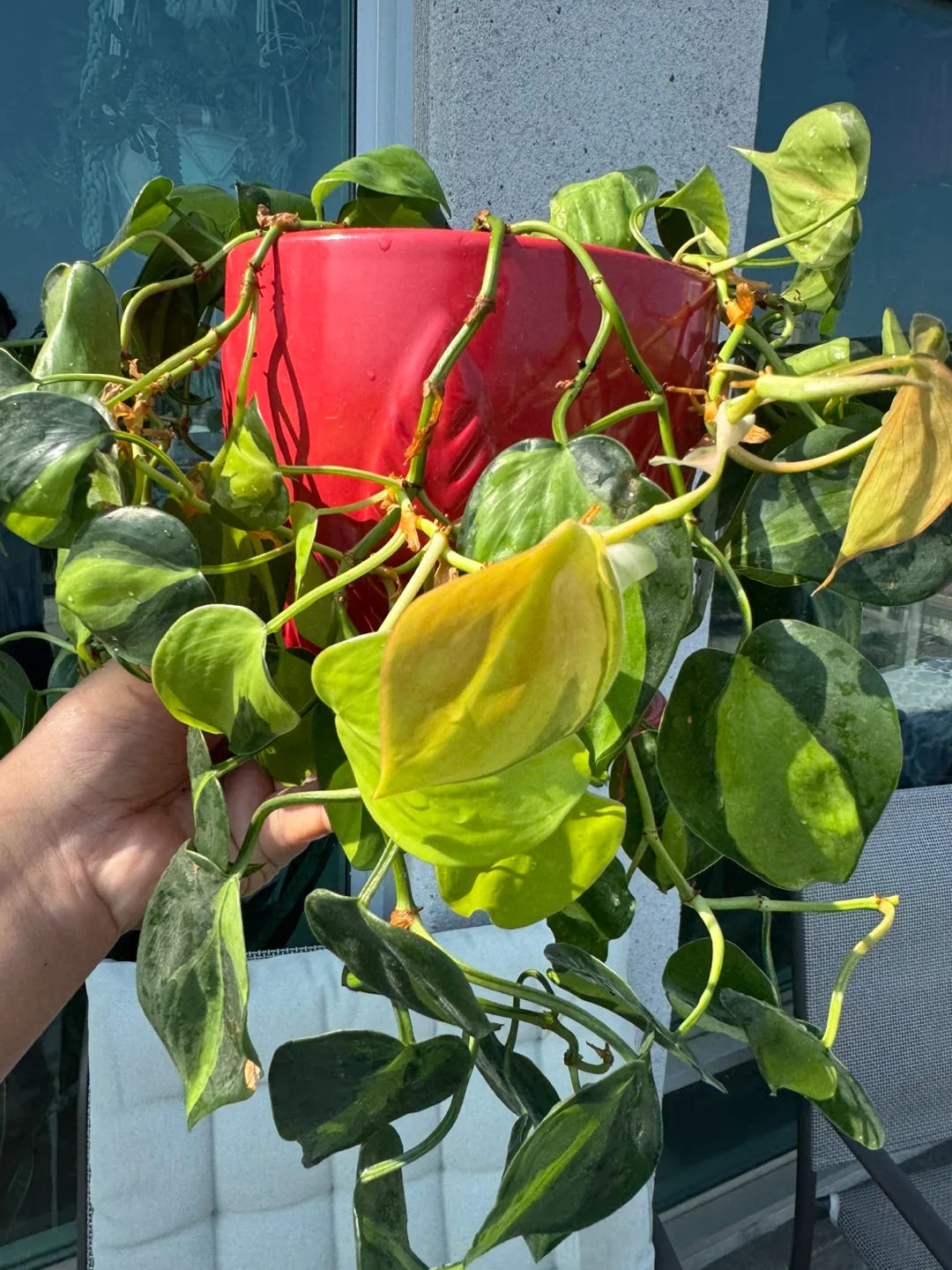 Variegated Brasil  Philodendron Plant - Red Pot image indicator(4)