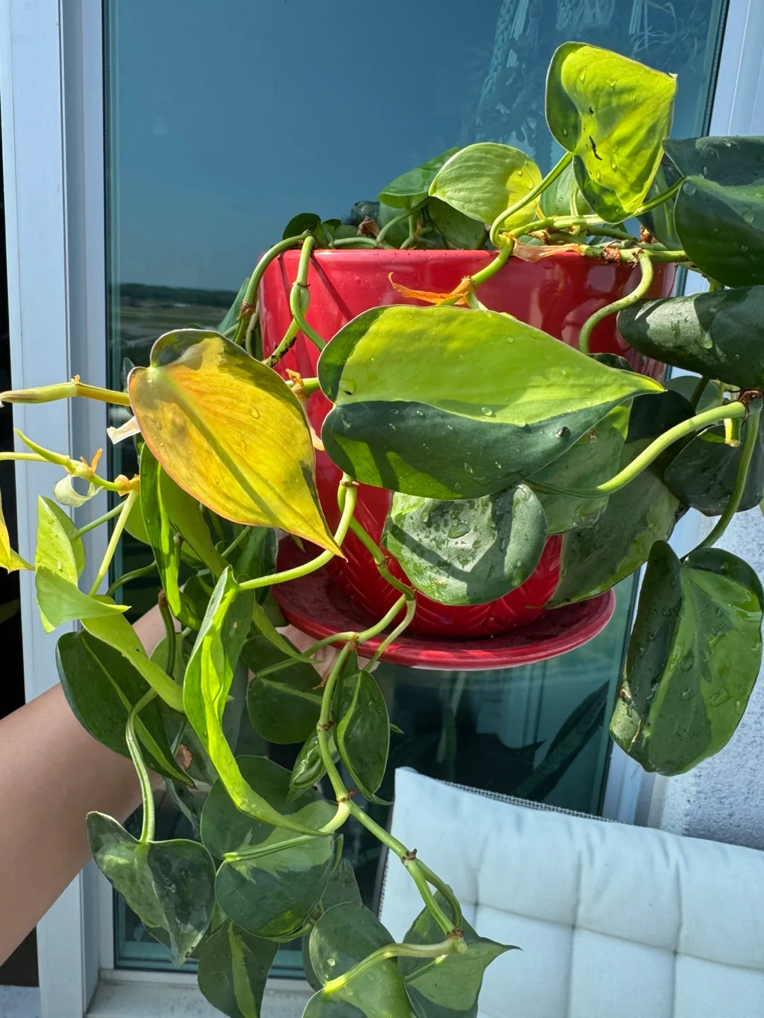 Variegated Brasil  Philodendron Plant - Red Pot image indicator(5)