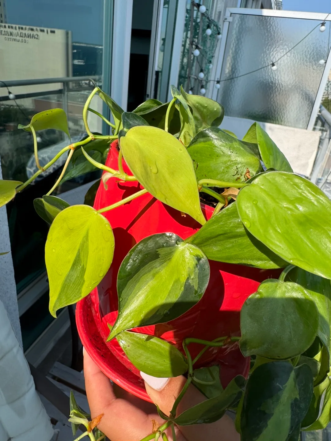 Variegated Brasil  Philodendron Plant - Red Pot image indicator(3)