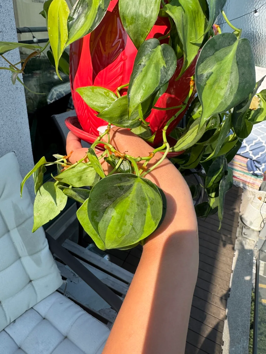 Variegated Brasil  Philodendron Plant - Red Pot image indicator(6)