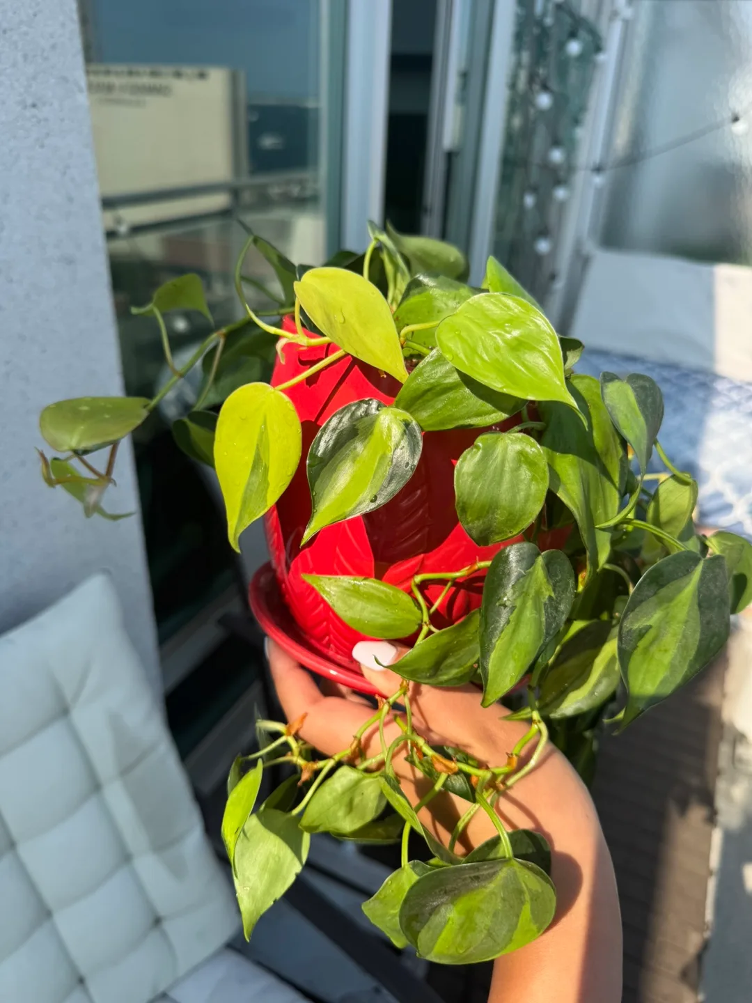 Variegated Brasil  Philodendron Plant - Red Pot image indicator(7)